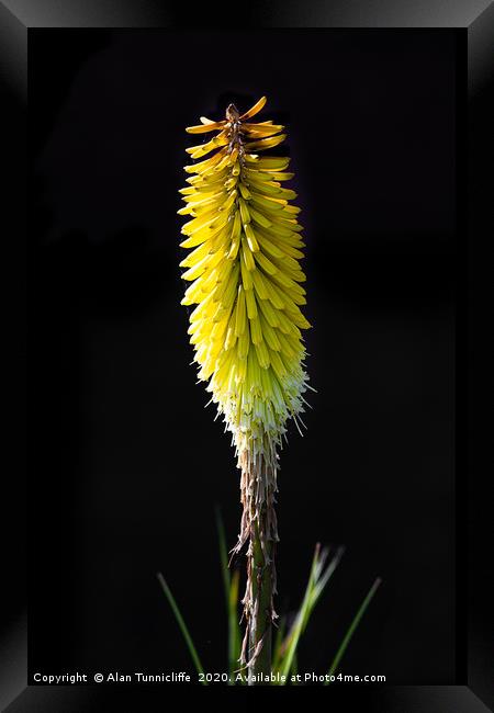 Red hot poker Framed Print by Alan Tunnicliffe