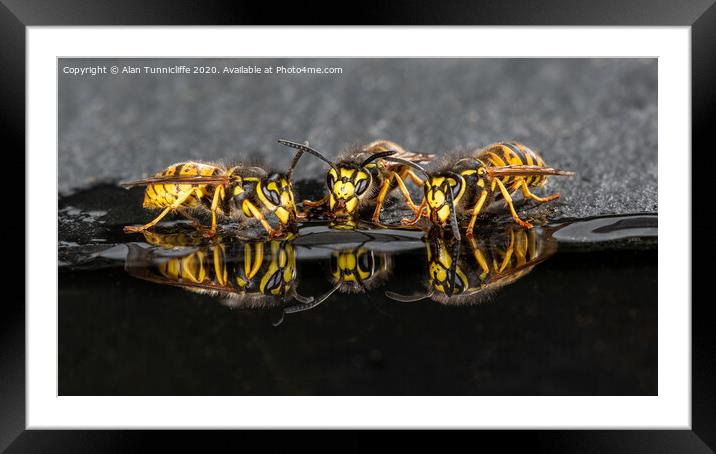 wasps drinking Framed Mounted Print by Alan Tunnicliffe