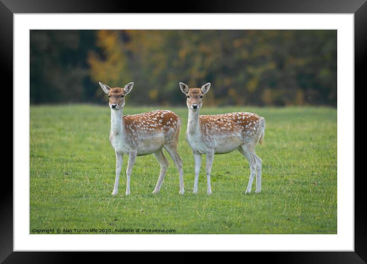Two young fallow deer Framed Mounted Print by Alan Tunnicliffe