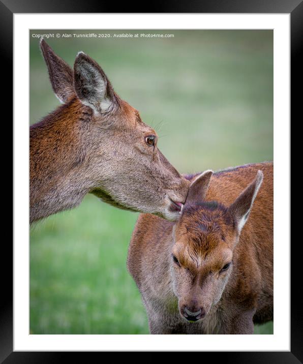 Motherly love Framed Mounted Print by Alan Tunnicliffe