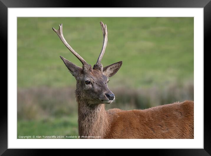 A deer standing in the grass Framed Mounted Print by Alan Tunnicliffe