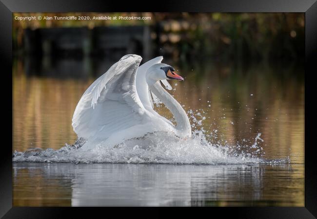 Swan landing Framed Print by Alan Tunnicliffe