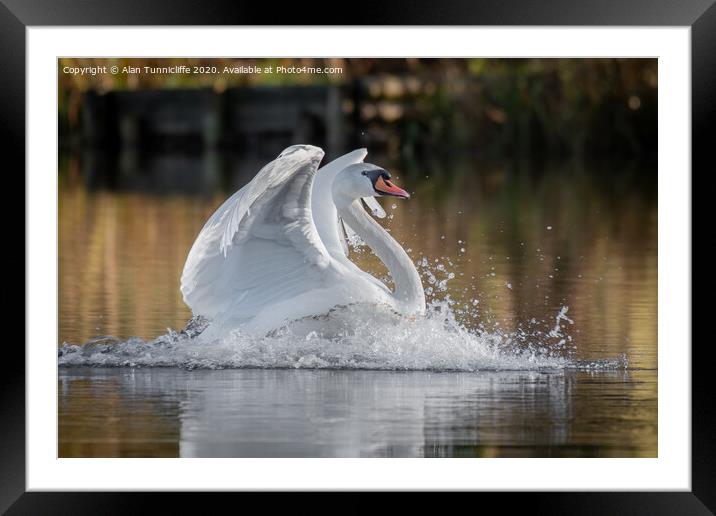 Swan landing Framed Mounted Print by Alan Tunnicliffe
