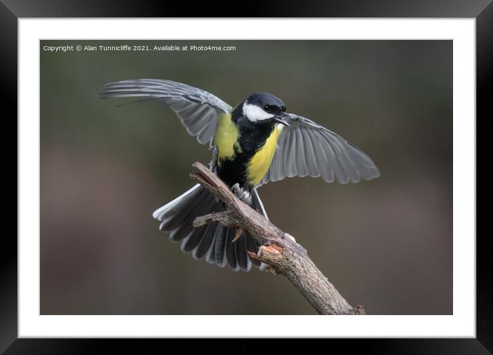 Great tit  Framed Mounted Print by Alan Tunnicliffe