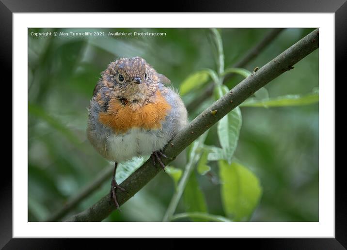 juvenile robin Framed Mounted Print by Alan Tunnicliffe