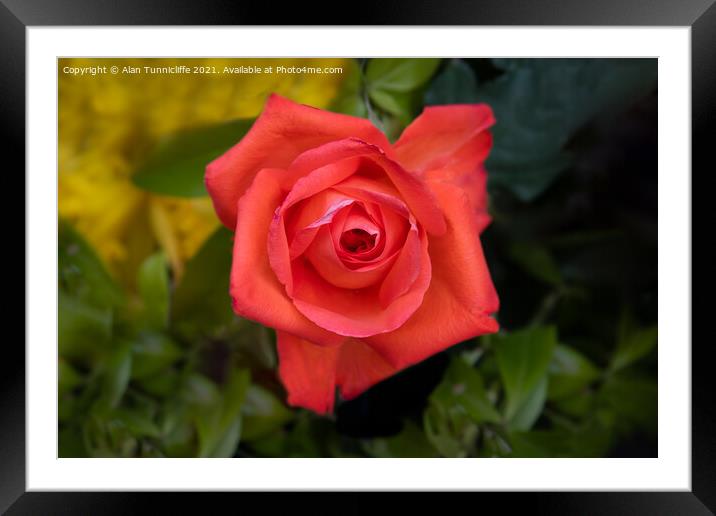 Red rose Framed Mounted Print by Alan Tunnicliffe