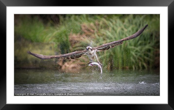Osprey with trout Framed Mounted Print by Alan Tunnicliffe