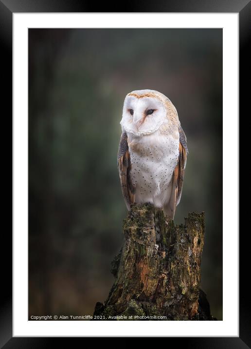 Barn owl Framed Mounted Print by Alan Tunnicliffe