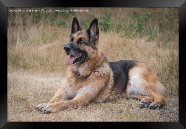 German shepherd Framed Print by Alan Tunnicliffe