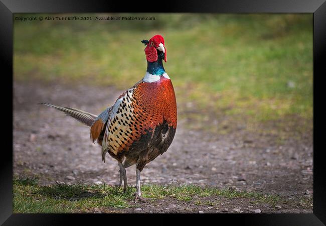 male pheasant Framed Print by Alan Tunnicliffe