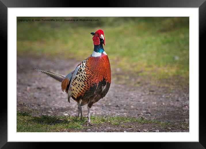 male pheasant Framed Mounted Print by Alan Tunnicliffe