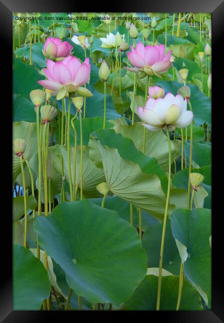 Lotus Flowers Framed Print by Ram Vasudev