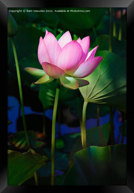 Lotus Flower Framed Print by Ram Vasudev