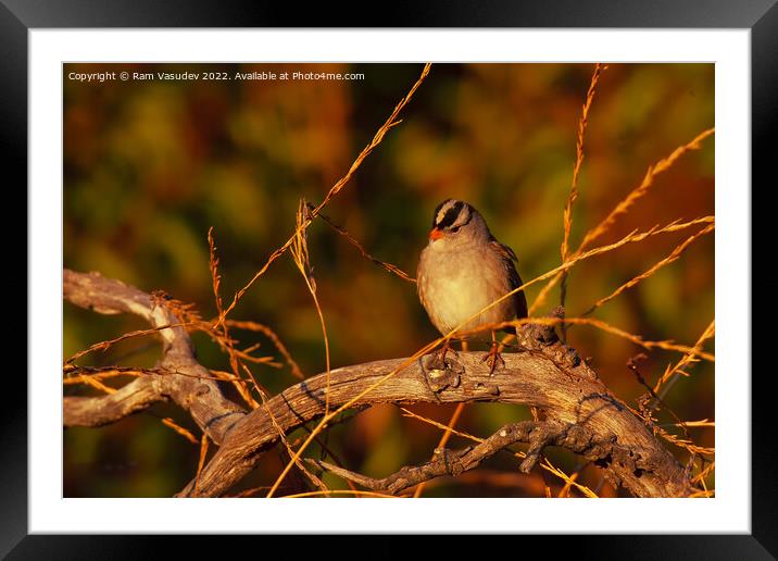 White-crowned Sparrow Framed Mounted Print by Ram Vasudev