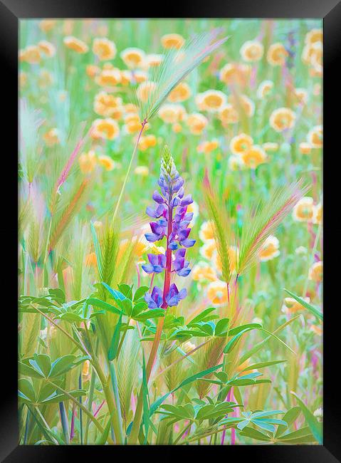 Wildflower Meadow - Central California Framed Print by Ram Vasudev