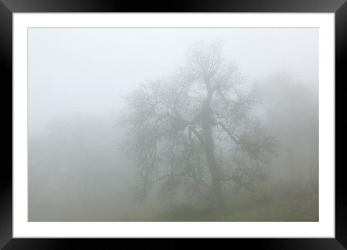 Ghostly oak in fog - central California Framed Mounted Print by Ram Vasudev