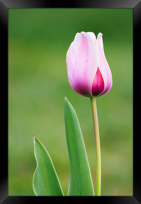Tulip Framed Print by Ram Vasudev