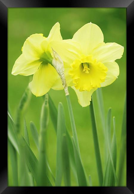 Hugging Daffodils Framed Print by Ram Vasudev