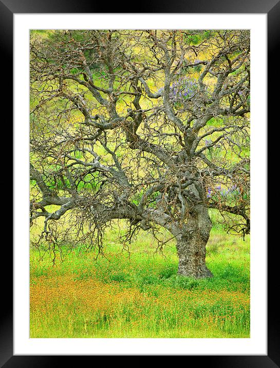 Wildflowers Under Oak Tree Framed Mounted Print by Ram Vasudev