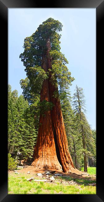 Giant Sequoia Tree - Sequoia National Park Califor Framed Print by Ram Vasudev