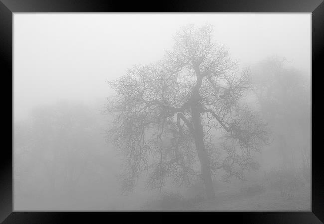 Ghostly Oak in Fog Central California B&W Framed Print by Ram Vasudev