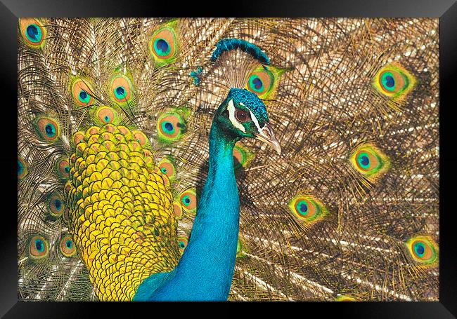 Peacock Framed Print by Ram Vasudev