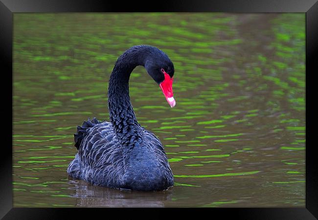 Black Swan (Cygnus atratus) Framed Print by Ram Vasudev