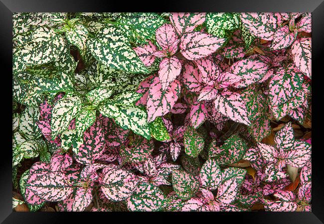 Colorful Leafy Ground Cover Framed Print by Ram Vasudev