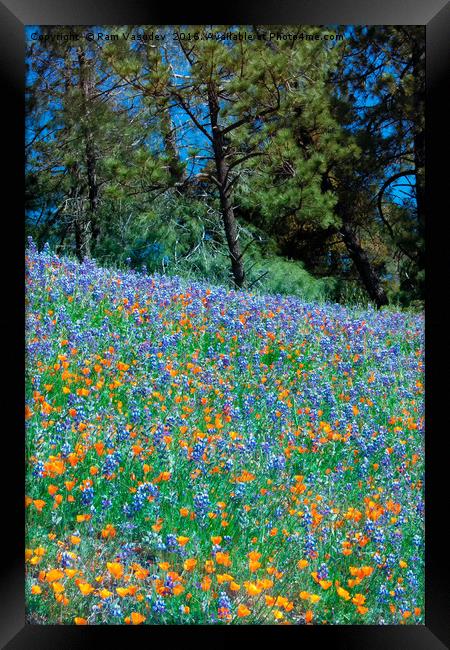 Wildflower Meadow - Figueroa Mountains California Framed Print by Ram Vasudev
