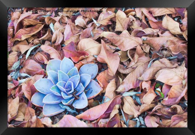 Fallen Autumn Leaves Framed Print by Ram Vasudev
