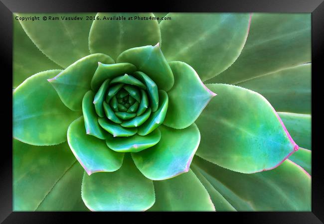 Succulent Closeup Framed Print by Ram Vasudev