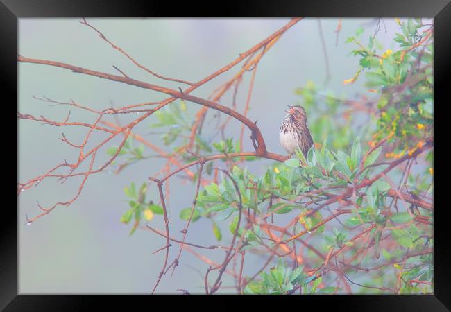 Song sparrow in fog Framed Print by Ram Vasudev