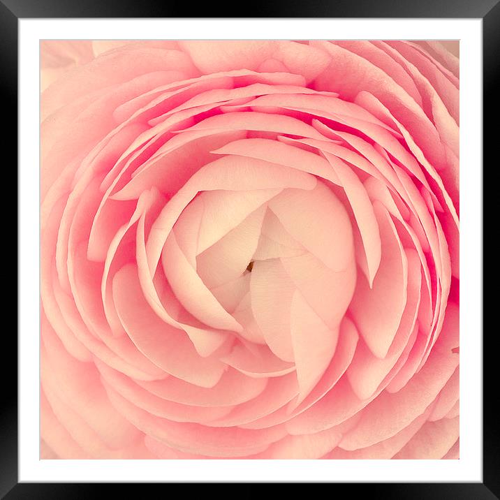 Pink Peony Framed Mounted Print by Rachael Drake