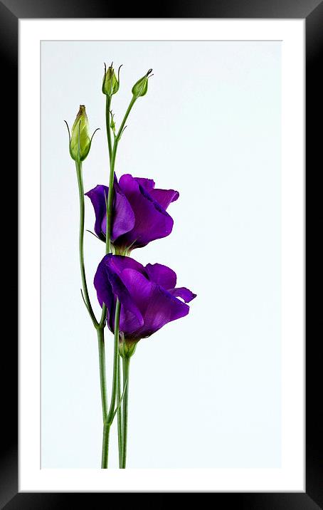Lisianthus Framed Mounted Print by Rachael Drake
