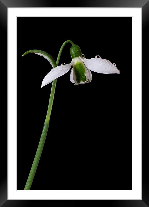 Snowdrop, Galanthus elwesii Framed Mounted Print by Rachael Drake