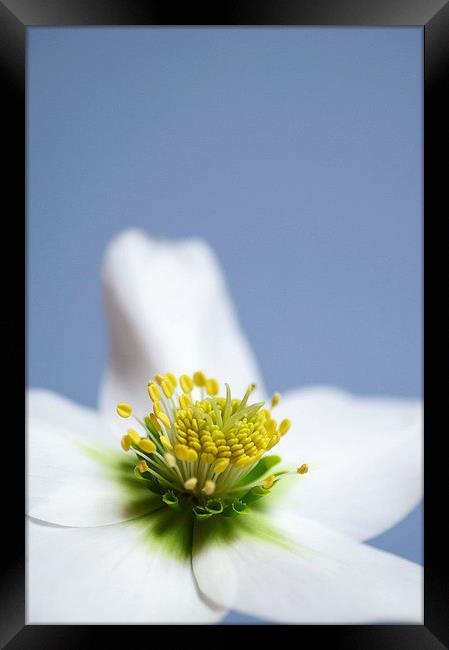 White Hellebore Framed Print by Rachael Drake