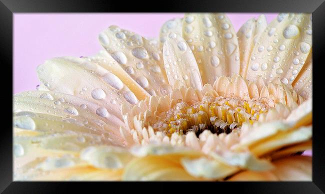 Cream gerbera with water droplets Framed Print by Rachael Drake