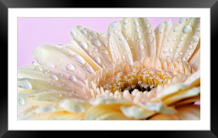 Cream gerbera with water droplets Framed Mounted Print by Rachael Drake