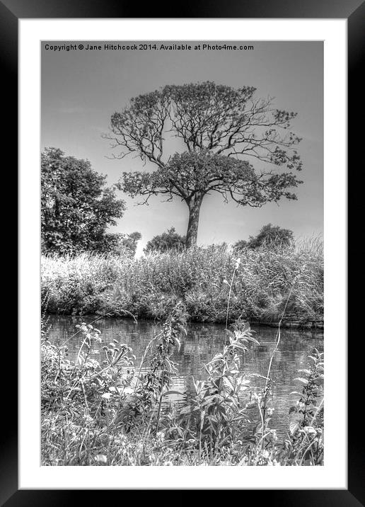 The Leeds Liverpool Canal, Halsall Framed Mounted Print by Jane Hitchcock