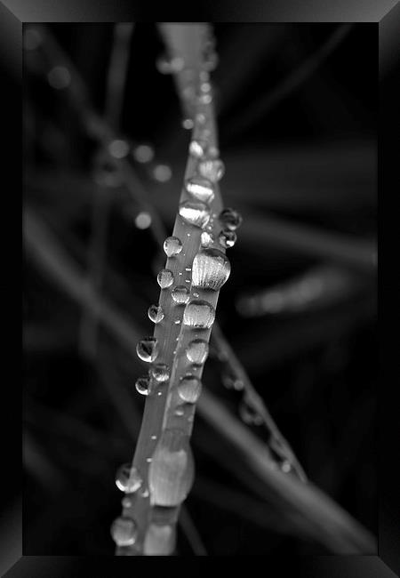 Silver Raindrops Framed Print by Karen Oliver