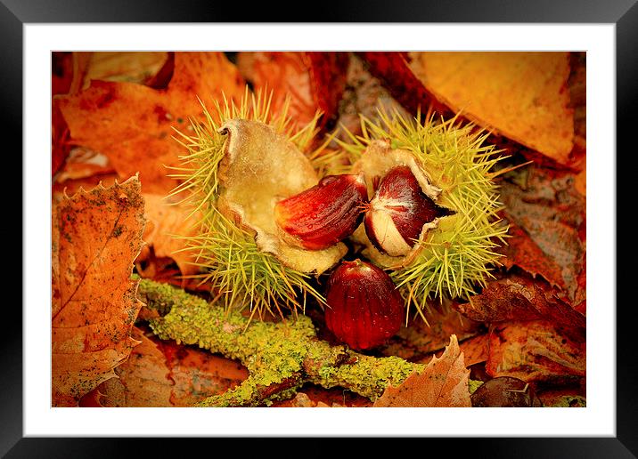 Sweet Chestnuts Framed Mounted Print by Mandy Hedley