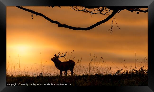 Red deer stag at sunrise Framed Print by Mandy Hedley