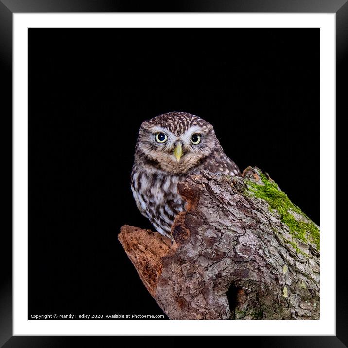 Little owl on tree stump Framed Mounted Print by Mandy Hedley