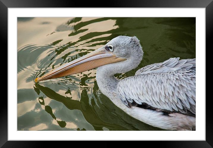 pelican Framed Mounted Print by Susan Sanger