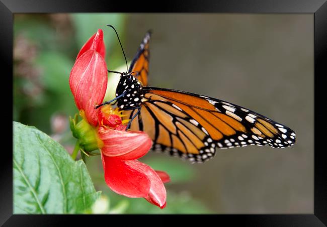 Monarch Butterfly on red flower Framed Print by Susan Sanger