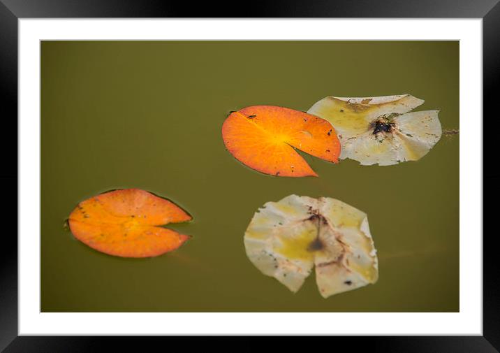Lily Pads Framed Mounted Print by Susan Sanger