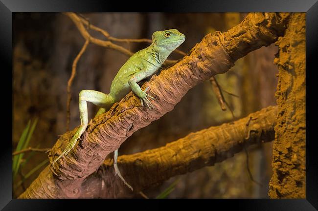 Plumed Basilisk Reptile Framed Print by Susan Sanger