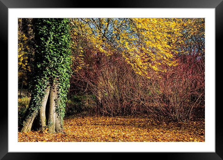 Autumn landscape Framed Mounted Print by Susan Sanger