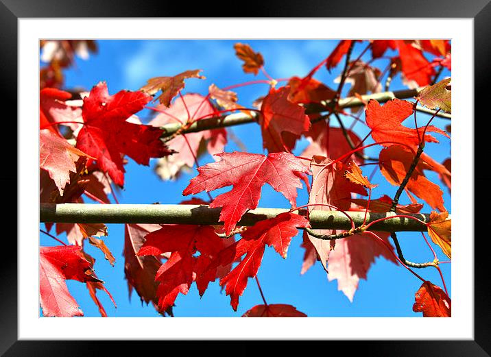 Autumn Leaves Framed Mounted Print by Susan Sanger