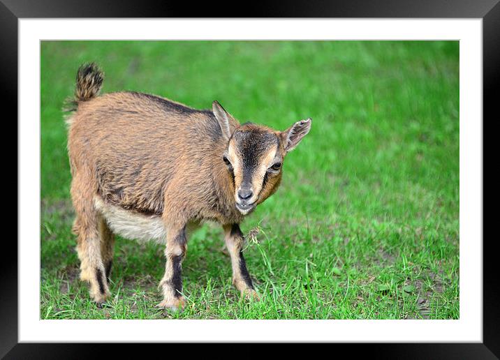 baby goat Framed Mounted Print by Susan Sanger